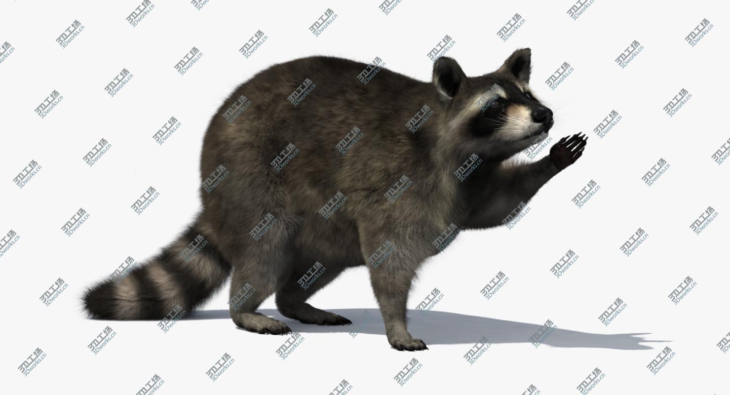 images/goods_img/2021040232/3D Raccoon Rigged/2.jpg